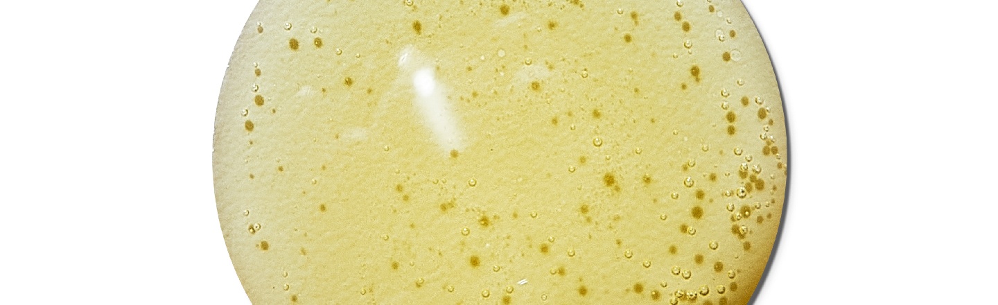 Proteoglicanos características